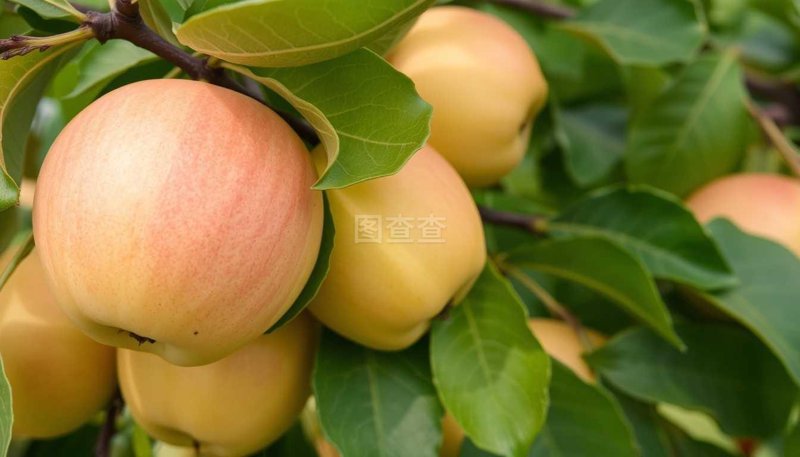 新口味在街角:磊子食品店的独特魅力